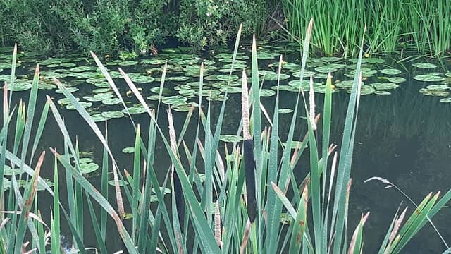 Penkford Pond - Image 2