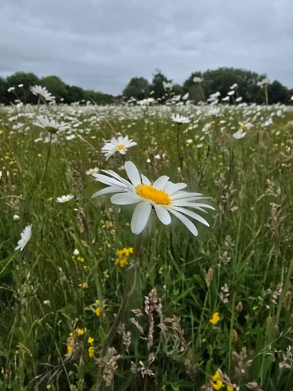 Great Stour Meadow - Image 1