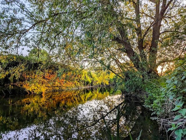 Great Stour Meadow - Image 2