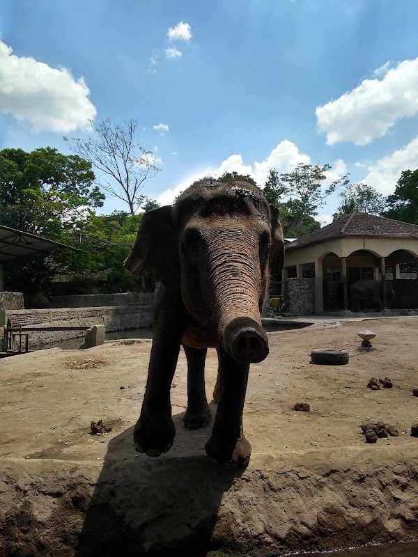 Museum Satwa Gembira Loka Zoo - Image 1