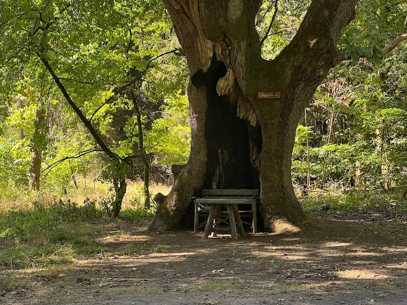 Jägereiche - Image 1