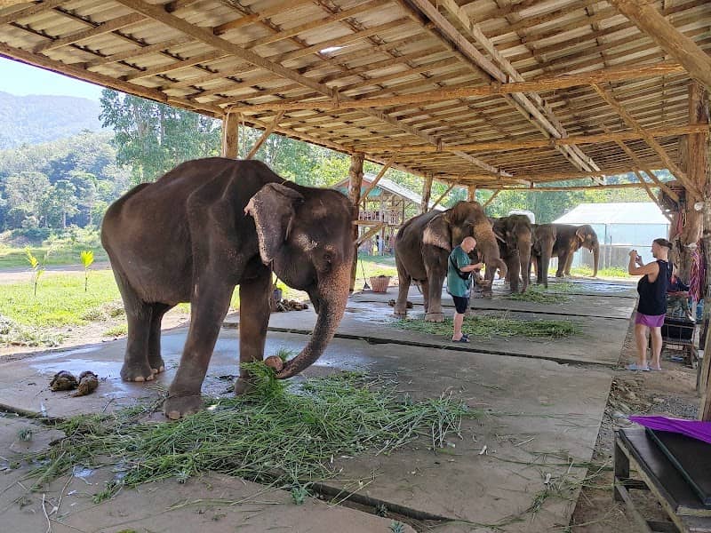 Feed the elephants - Image 1