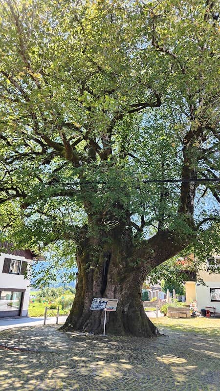 Dorflinde in Faistenau - Image 1