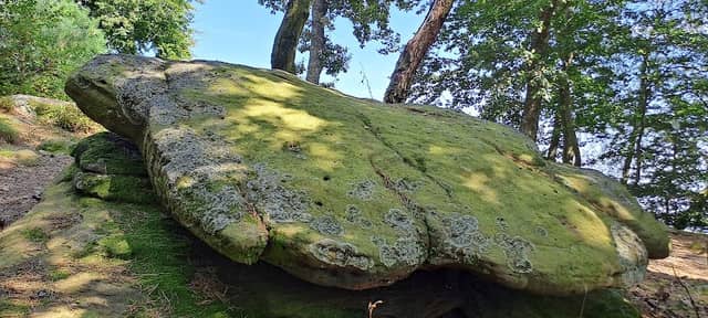 Schildkröte Kalmit - Image 2