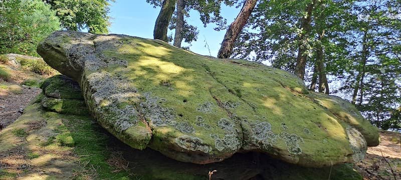Schildkröte Kalmit - Image 2
