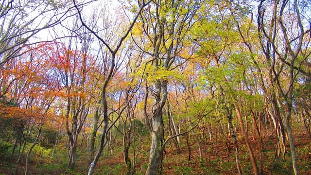 Tengu Forest - Image 1