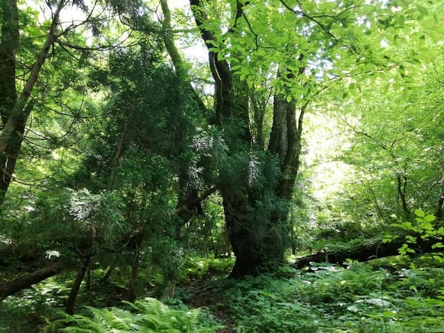 Tengu Forest - Image 2