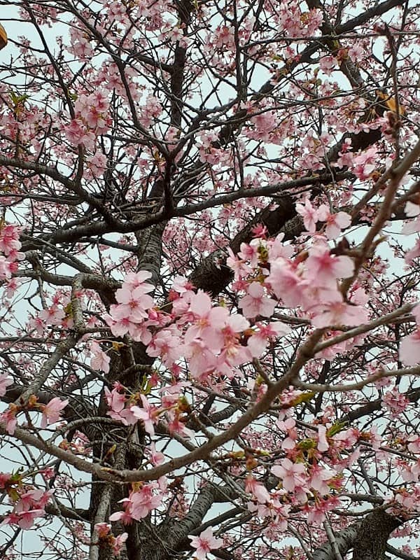 河津桜あじさいライン - Image 2