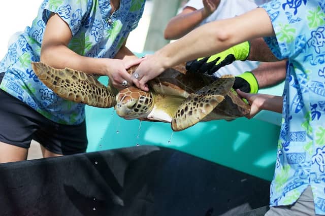 Loggerhead Marinelife Center - Image 2
