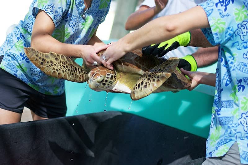 Loggerhead Marinelife Center - Image 2