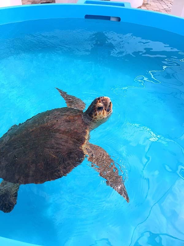 Loggerhead Marinelife Center - Image 3