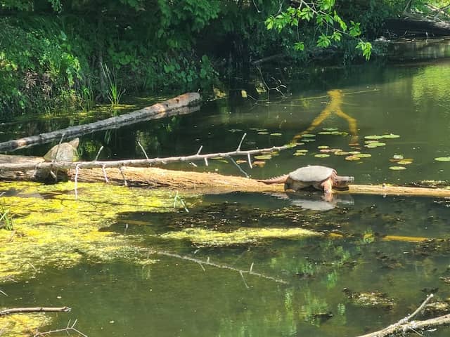 Devil's Den pond - Image 2