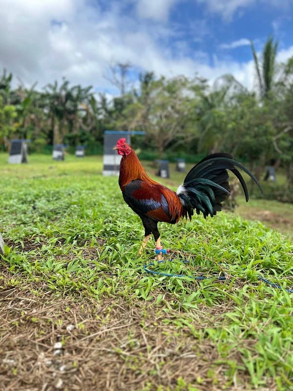 SDU GAME FARM - Image 1