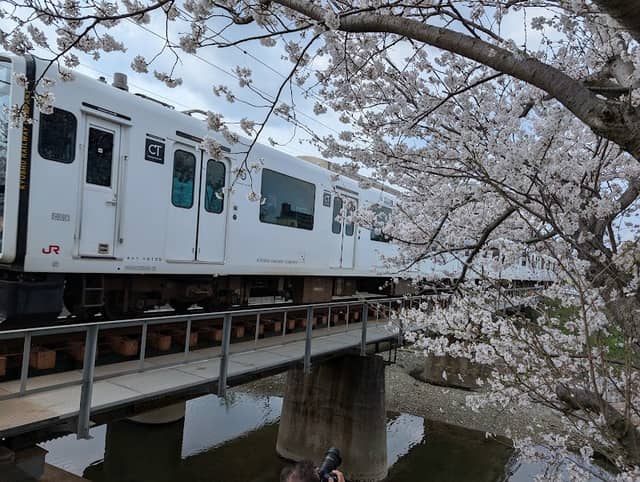 池田川 桜並木(臨時駐車場) - Image 2
