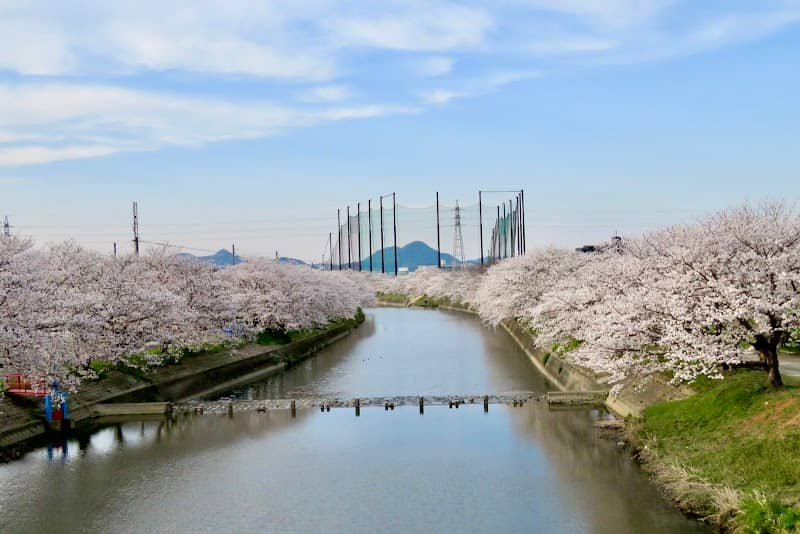 池田川 桜並木(臨時駐車場) - Image 1