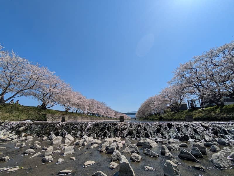 池田川 桜並木(臨時駐車場) - Image 3