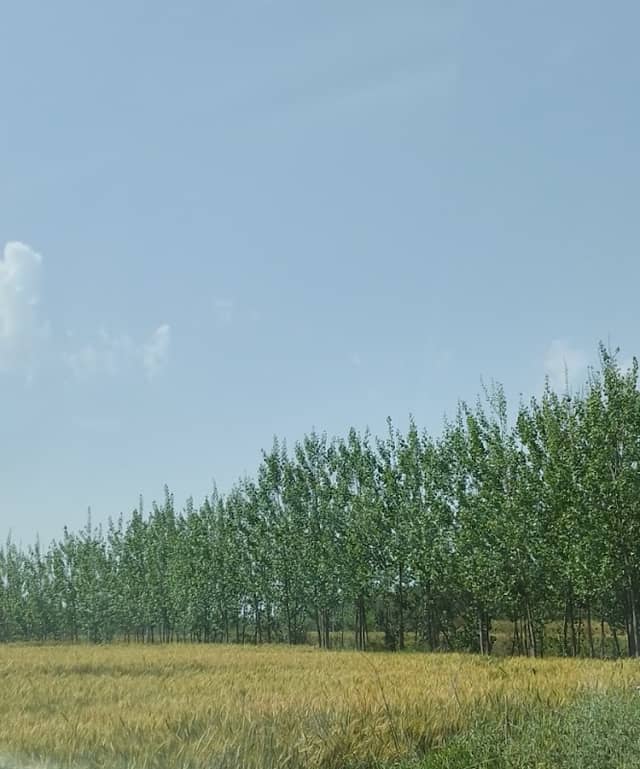 ANavi farm - Image 3