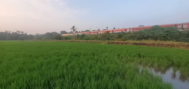 Palakuzhi Paddy Field - Image 2