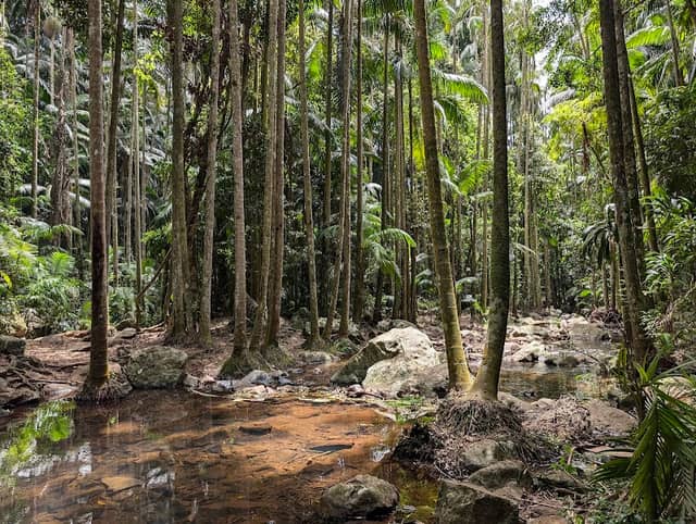 Tamborine National Park - Image 3