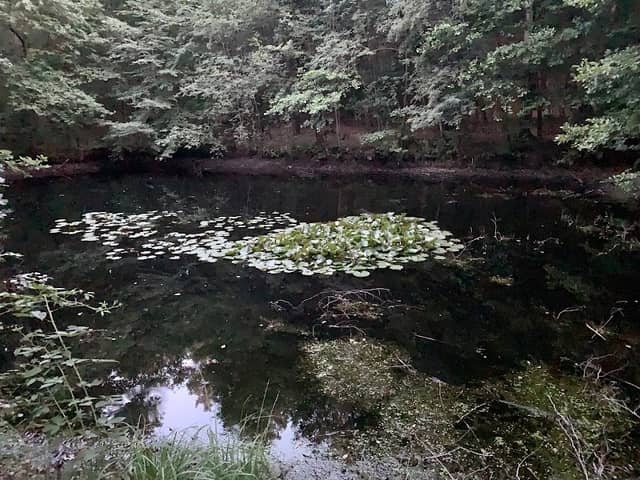 Kretschelteich - Image 1