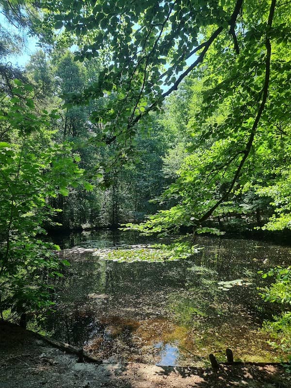 Kretschelteich - Image 2