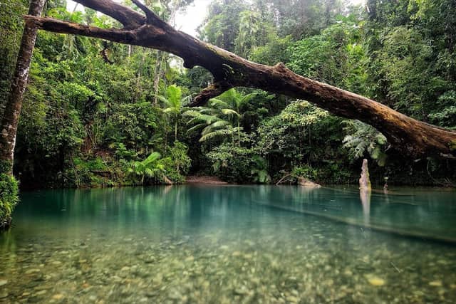 Daintree Rainforest - Image 1