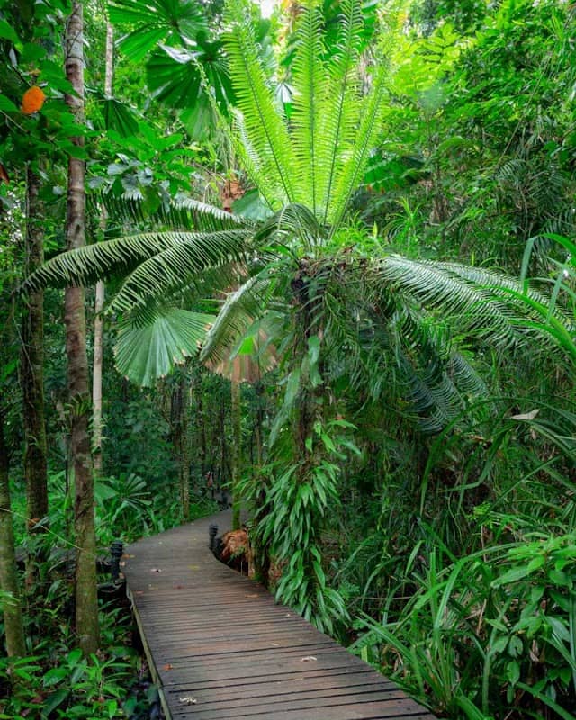 Daintree Rainforest - Image 2