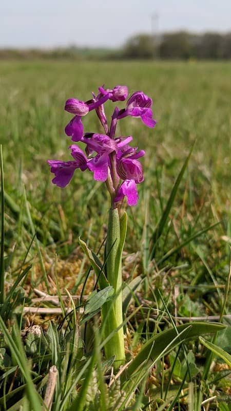 Asham Meads Nature Reserve - Image 1