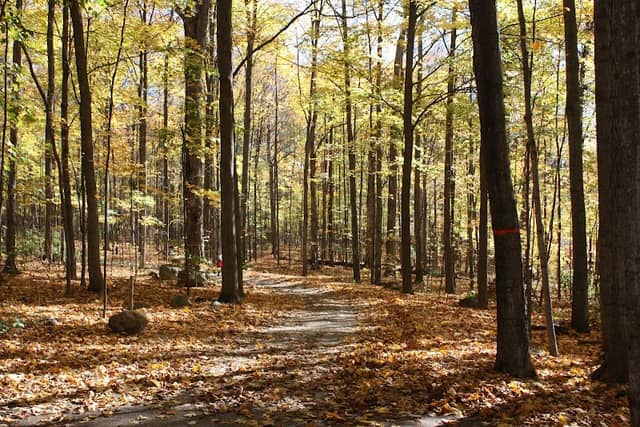 Bois de Belle-Rivière regional educational park - Image 1
