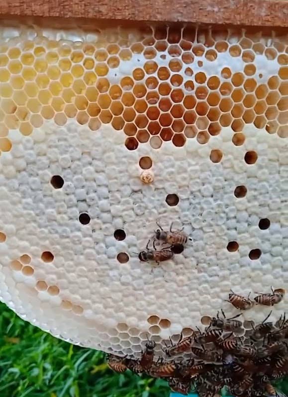 Karakulam Bee Garden - Fresh Honey producer in kerala - Image 2