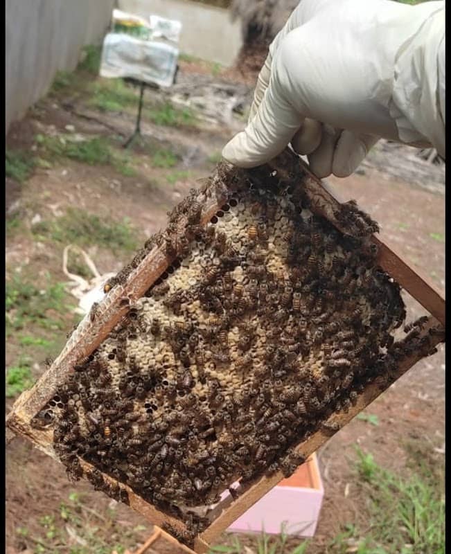 Karakulam Bee Garden - Fresh Honey producer in kerala - Image 3