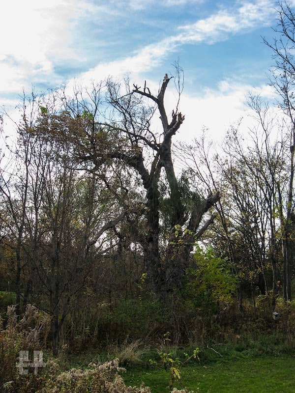 Canawanna Nature Preserve - Image 3