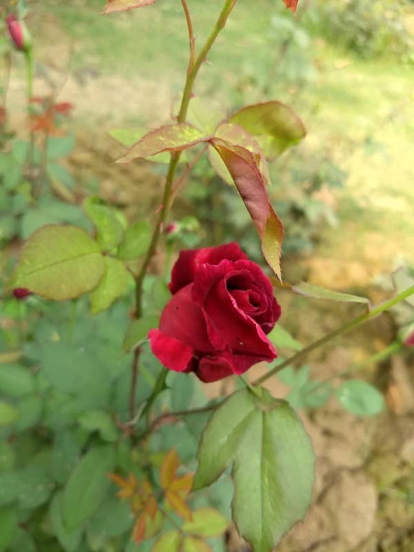 GENETIC ROSE PARK - Image 1