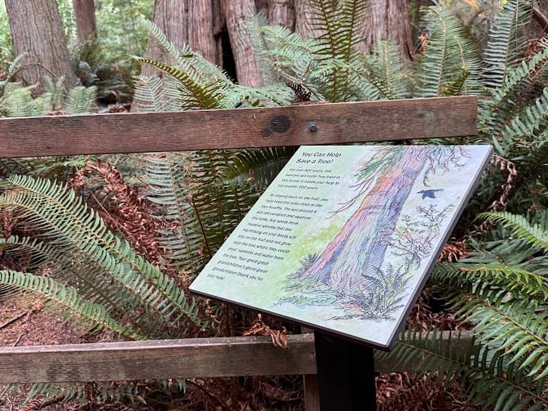 Ancient Cedar Tree - Image 2