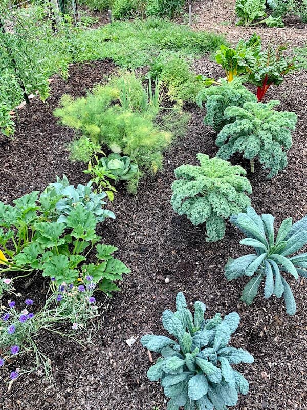 Butler Park Community Garden - Image 2
