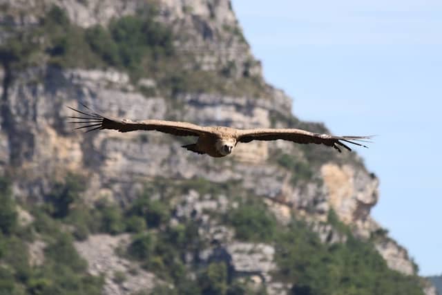 Vautours en Baronnies - Image 1
