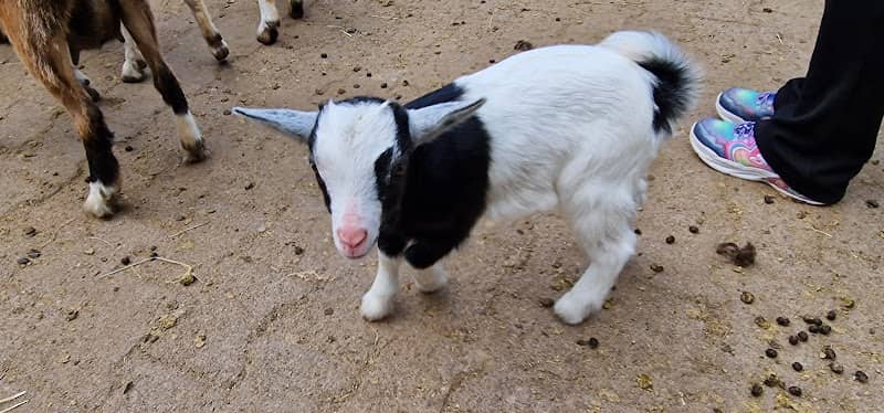 Petting Zoo Wildpark (Petting zoo with goats) - Image 2