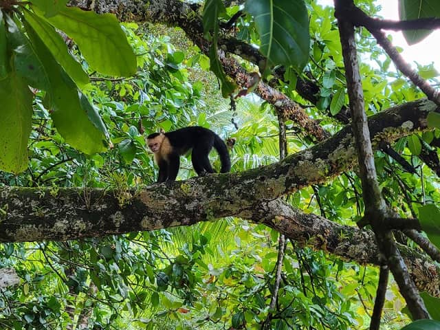 Radames Tours National Park Manuel Antonio - Image 3