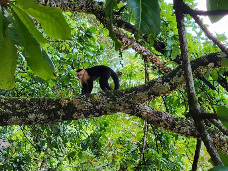 Radames Tours National Park Manuel Antonio - Image 3