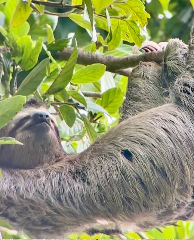 Radames Tours National Park Manuel Antonio - Image 2