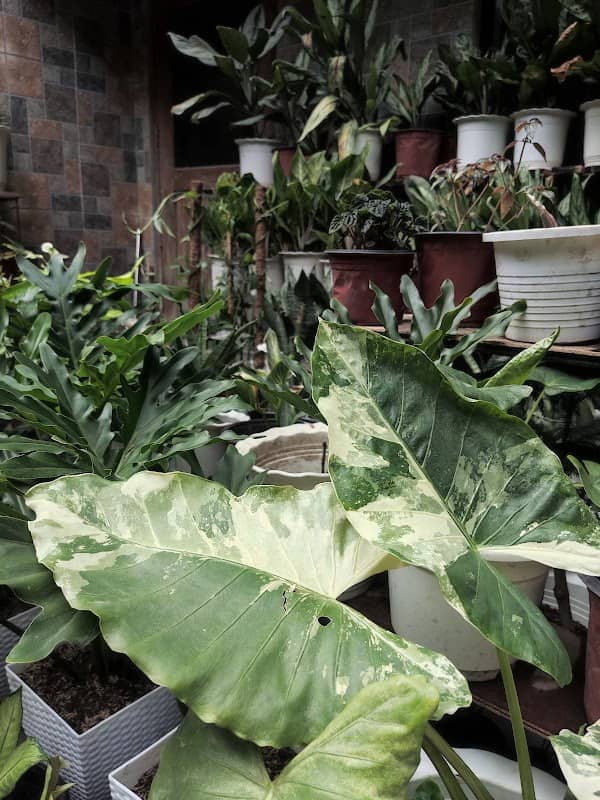 Myric Garden - Image 1
