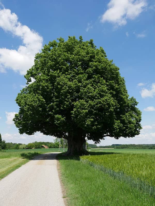 Naturdenkmal Kapellenlinde in Schmidhub - Image 1