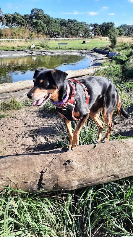 Kenny Hill Dog Adventure Park - Image 2