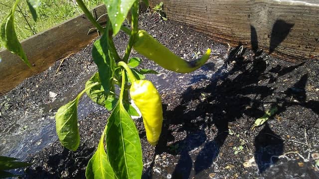 C.O.L.A. Victory Garden - Image 1