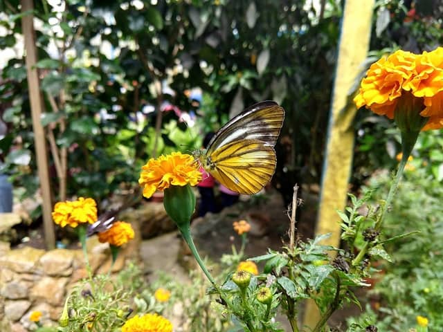 Cameron Highland Butterfly Farm - Image 2