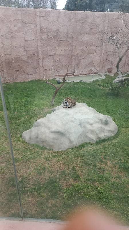 Leopardo - Image 1