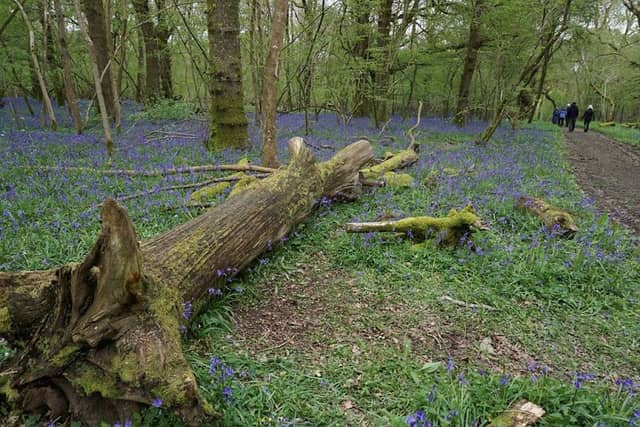 RSPB Garston Wood - Image 1