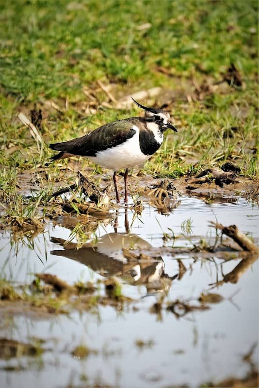 Kaltbrunner Riet Parkplatz - Image 1