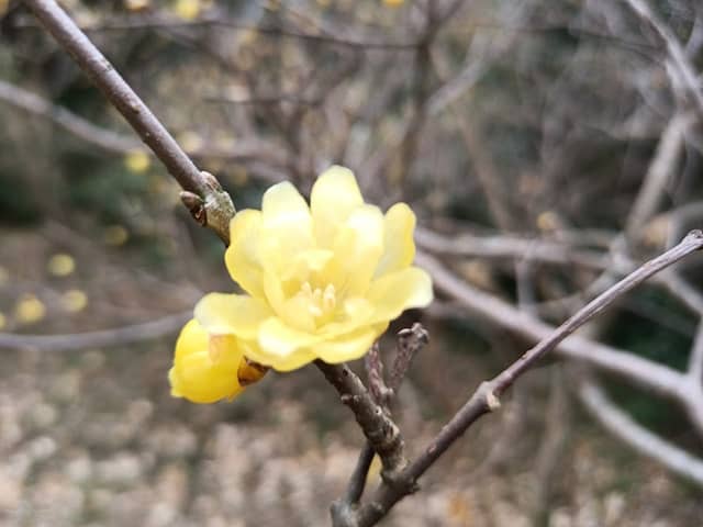 Shiroyama Park - Image 1