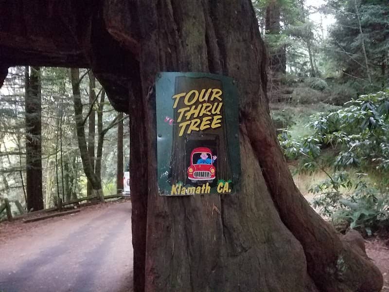 Klamath Tour Thru Tree - Image 2